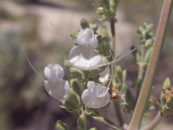Salvia apiana, White sage