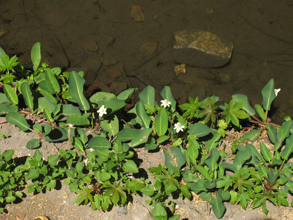 Anemopsis californica, Yerba Mansa