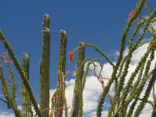 Cardón cactus and Ocotillo in bloom