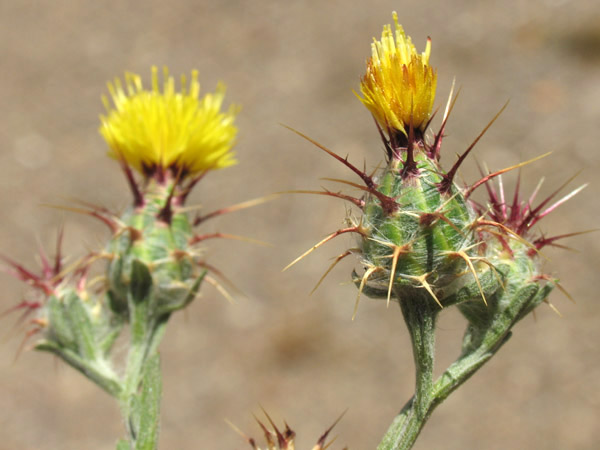 Flowers of Centaurea melitensis, Maltese Star thistle