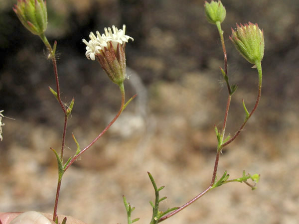 Chaenactis carphoclinia var. carphoclinia