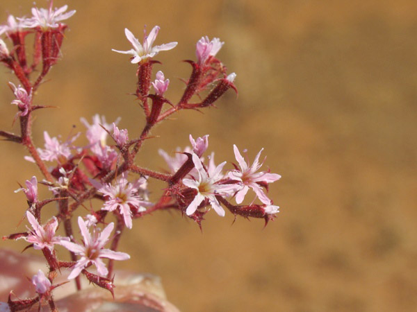 Chorizanthe fimbriata var fimbriata, Fringed spineflower