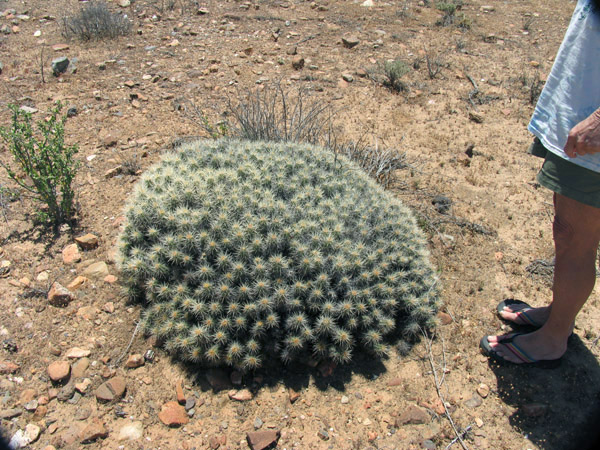 Echinocereus martima