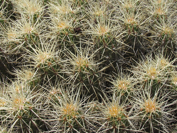 Close up of Echinocereus maritimus