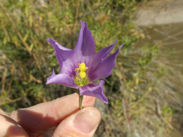 Eustoma exaltatum
