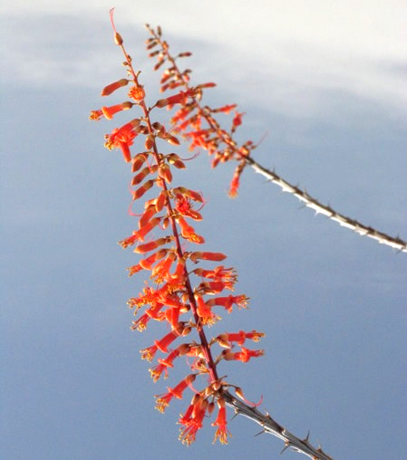 Fouquieria splendens inflorescence