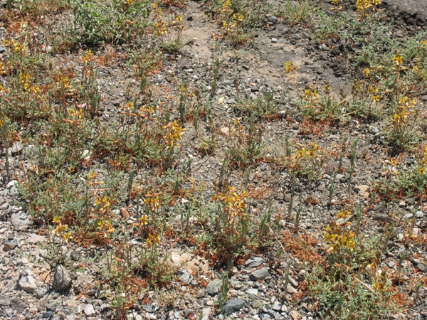 Hoffmannseggia glauca