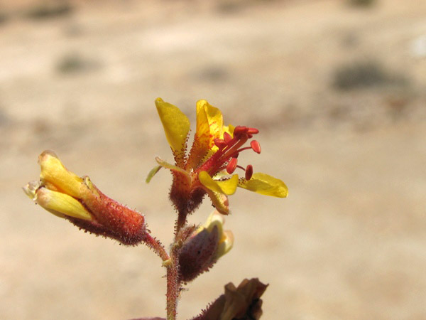 Hoffmannseggia glauca