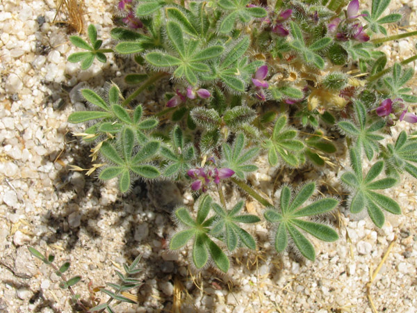 Lupinus concinnus