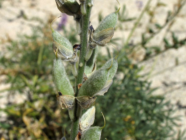 Lupinus excubitus var. austromontanus