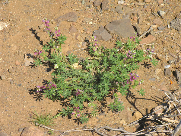 Lupinus concinnus