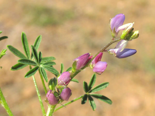 Lupinus concinnus