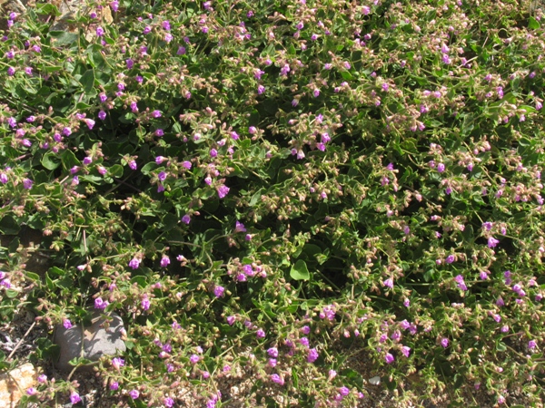 Mirabilis laevis var. crassifolia