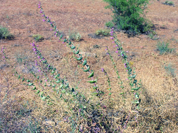 Showy penstemon