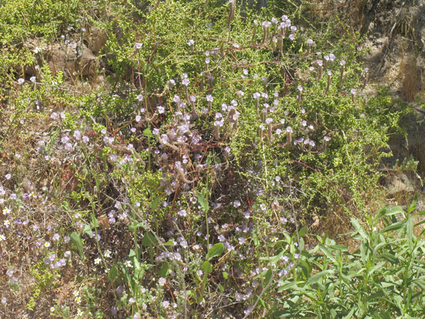 Phacelia crenulata var. minutiflora
