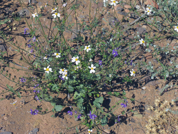 Phacelia parryi