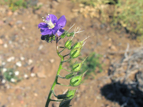 Phacelia parryi