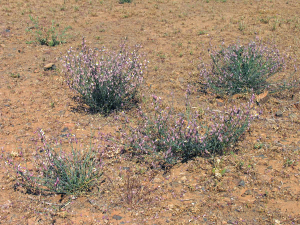 Polygala desertorum