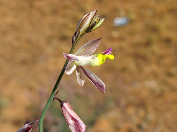 Polygala desertorum