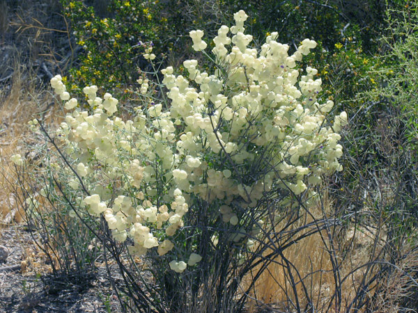 Salazaria mexicana, Bladder sage
