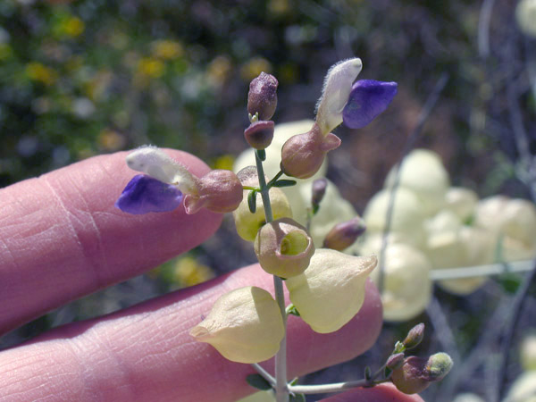 Salazaria mexicana