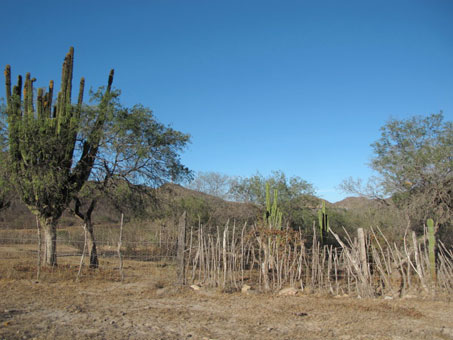 Matorral del bosque arido tropical