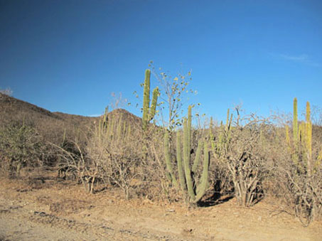 Desert scrub at the edge of the dirt road