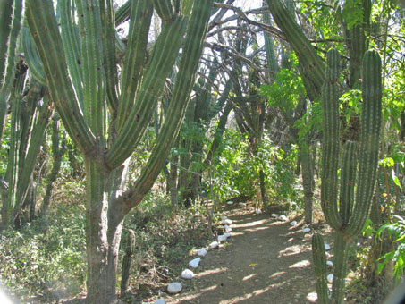 El sendero entra el Santuario de los Cactos