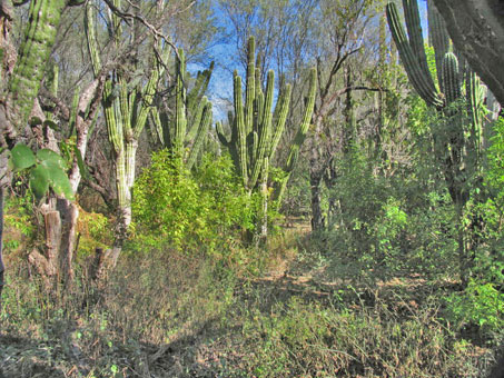 La vegetacion en el Santuario de los Cactos