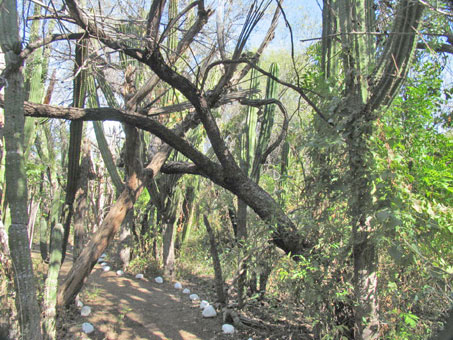 Plantas nodrizas para los cactus grandes columnares en el Santuario de los Cactos