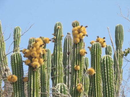 Muchos frutos en Pachycereus pectin-aboriginum