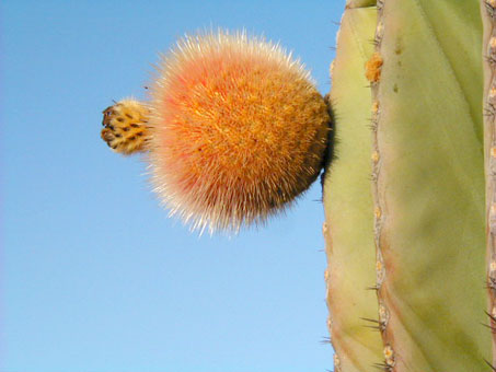 El fruto de Pachycereus pringlei