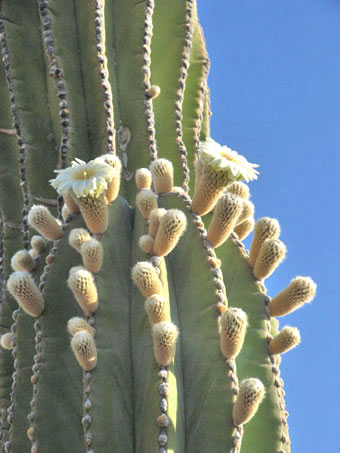 Las flores de Pachycereus pringlei