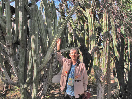 El guia con unos cactos arborescentes