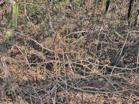 Habit of Pereskiopsis porteri cactus