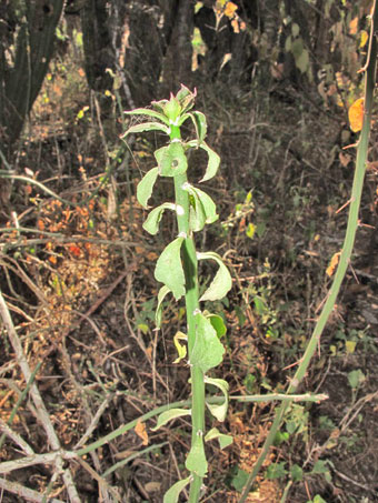 Leaves of Pereskiopsis porteri cactus