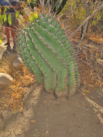 Ferocactus townsendianus