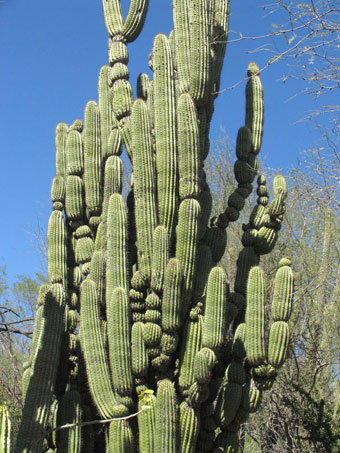 Stenocereus thurberi with stem mutations