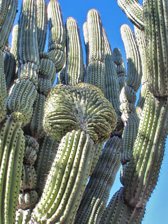 Stenocereus thurberi con una mutacion conocido como fasciacion o cresta