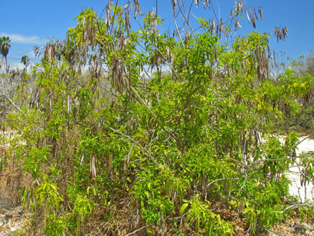 El arbusto Tecoma stans