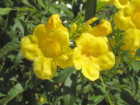 Flowers of Tecoma stans.