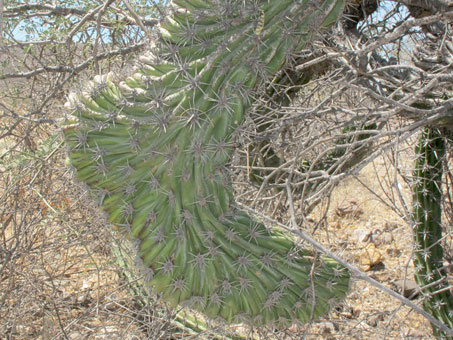 Crested cactus