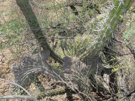 Crested cactus