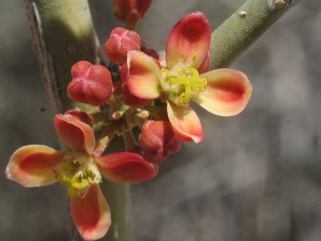 Las flores de Castela polyandra