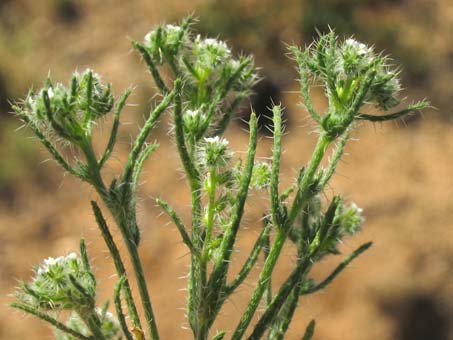 Cryptantha species