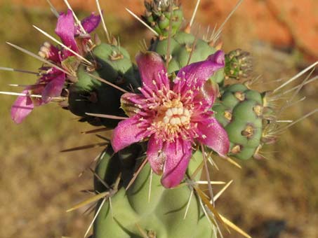 Cholla pelona