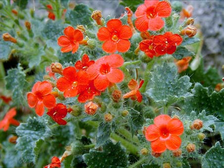 Eucnide aurea leaves and flowers