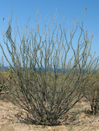 Spines of ocotillo