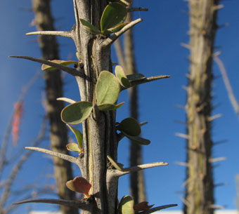 Espinas del ocotillo