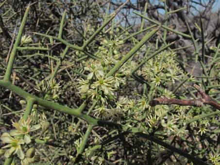 Ramas puntiagudas de Junco